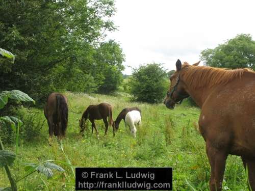 Horses